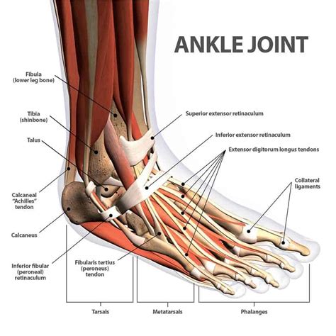 Sprained Ankle Cause Symptoms And Treatment With Exercises