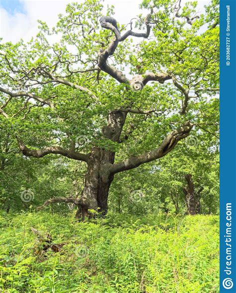 Old Twisted Oak Tree Deep In Sherwood Forest Stock Image Image Of