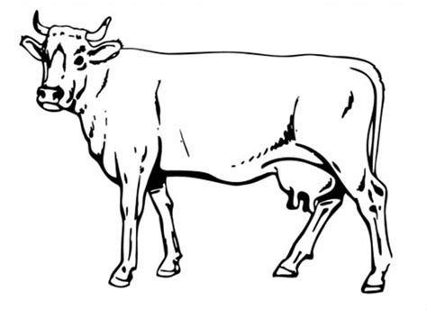 02.04.2020 · easy cow drawing : Awesome Drawing Of Cow Coloring Page : Kids Play Color