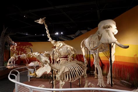 Coolest Skeletons To See At Skeleton Museum I Drive 360