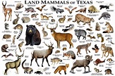 Land Mammals of Texas Poster Print / Texas Mammals Field Guide ...