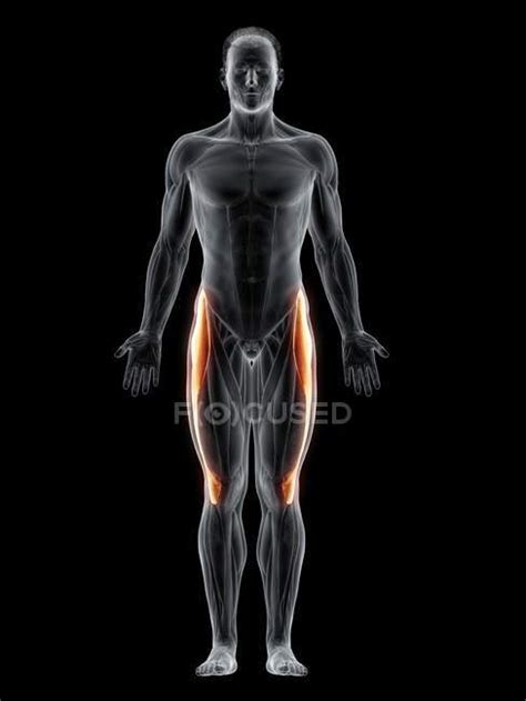 Abstrakter männlicher Körper mit detaillierten Tensor Faszien Lata Muskeln Computerillustration