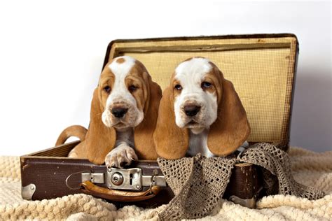 Scenthound vs sighthound hound dog specs popular hound dogs hound dog hound dog specs. 5 Things to Know About Basset Hound Puppies | Greenfield Puppies