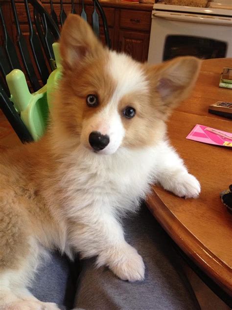 These pembroke welsh corgi puppies are friendly & energetic. Fluffy Corgi Puppy are the cutest little ones. Z | Fluffy ...