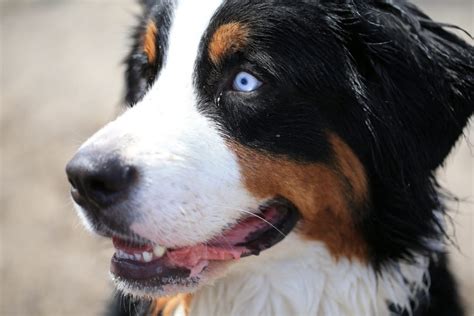More Than 100 Bernese Mountain Dogs Converge On Cherry