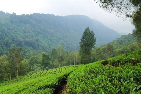 Hal ini kemudian menjadi salah satu destinasi wisata favorit yakni kebun teh cipasung. Kebun Teh Agrowisata Gunung Mas Cisarua Jabar - WisataBaru.Com