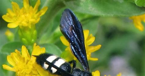 Bug Eric Double Banded Scoliid Wasp