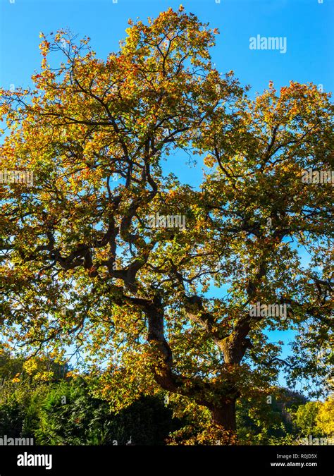 Oak Tree In Autumn Foliage Stock Photo Alamy