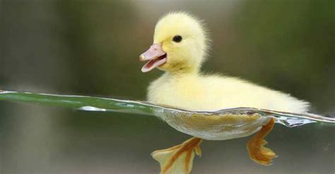 Funniest Duck Jokes Funny Joke List About Ducks