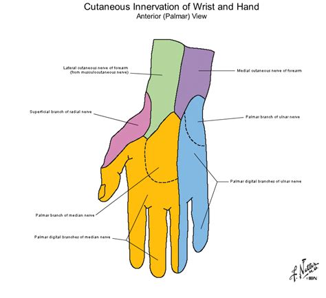 Cutaneous Innervation Of Hand Upper Limb Anatomy Median Nerve Hands