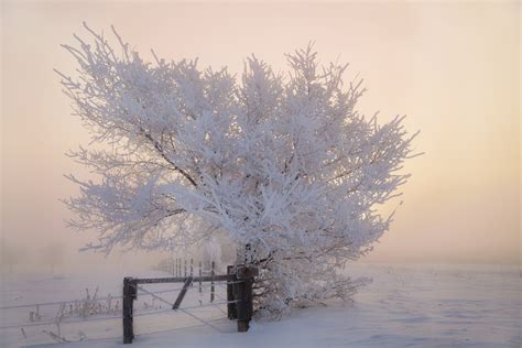 Frost Fence Tree Winter Morning Snow Wallpapers Hd Desktop And