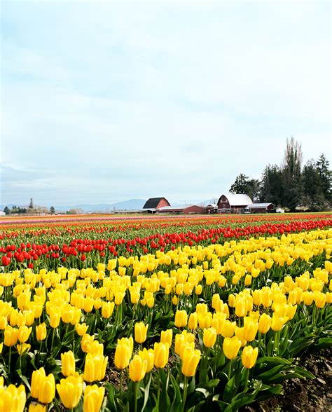 Take In Tulip Season In Skagit Valley Washington Sunset Magazine