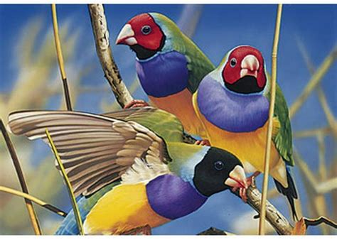 Jigsaw Puzzle Australian Geographic Gouldian Finches 1000 Pc Blueopal