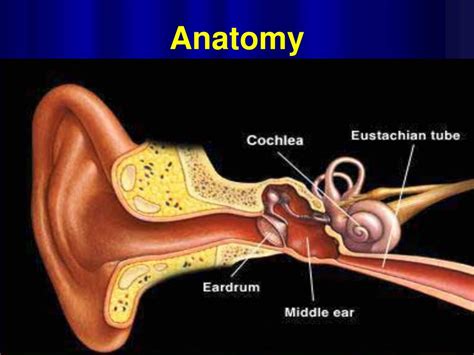 Ppt Anatomy And Physiology Of Eustachian Tube Powerpoint Presentation