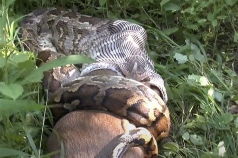 watch a python suffocate and swallow a deer field and stream