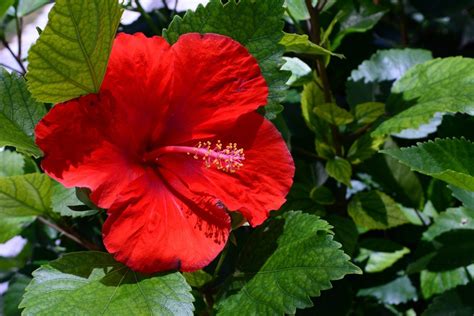 Maybe you would like to learn more about one of these? Tropical Plants For Zone - Caring For Tropical Plants In ...