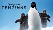 Watch Disneynature Penguins | Full Movie | Disney+