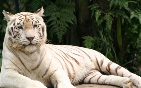 Wallpaper Id 1182249 White Tiger Animal Head Outdoors Tiger