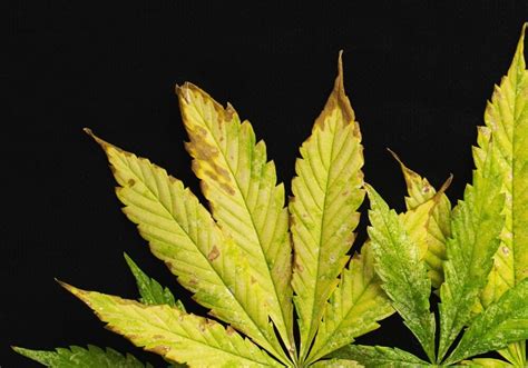 How To Spot And Correct Potassium Deficiency In Weed Plants
