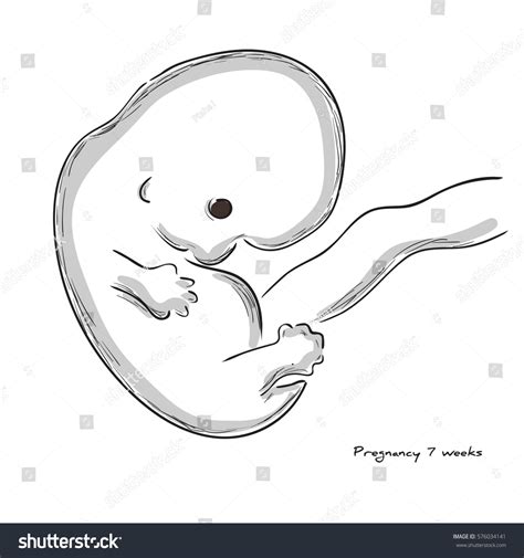 7 weeks of pregnancy. Fetal growth from - Royalty Free Stock Vector