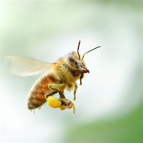 A Beginners Guide To Honeybee Breeds Manuka Honey Usa
