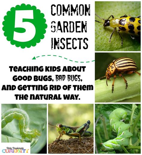 Citronella, eucalyptus, melaleuca (tea tree) and peppermint all work great! Teaching Children about Garden Bugs {and natural pesticide recipes} - Only Passionate Curiosity