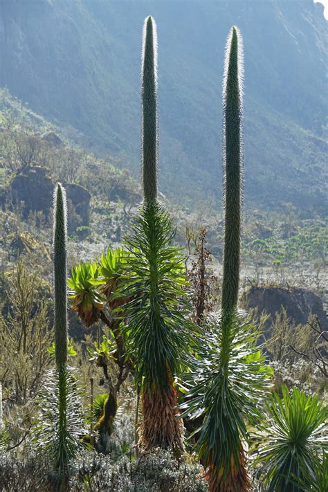 Rwenzori Mountains Matinda Camp To Bugata Camp Jontynz Tales From