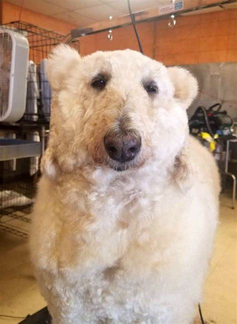 And The Truth Revealed Here Is How One Dog Became A Polar Bear