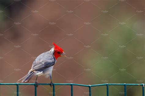 Red Crested Cardinal Paroaria Coronata High Quality Animal Stock