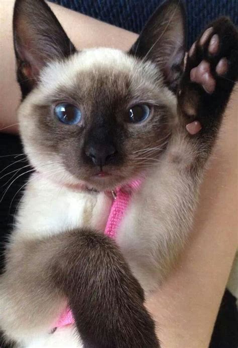 12 Reasons Why You Should Never Own Siamese Cats