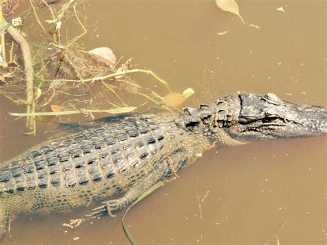 The Alligator And Louisiana History Airboat Adventures
