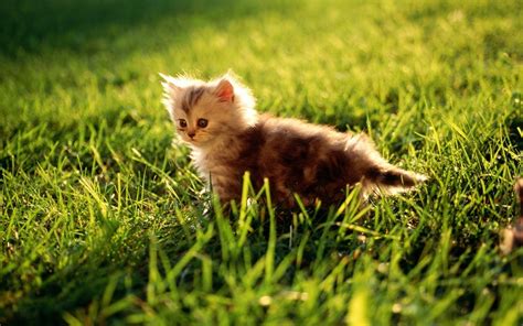 Cute Kitten Kittens Wallpaper 16096135 Fanpop