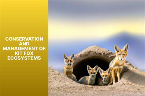 Exploring The Kit Fox Ecosystem Habitat Diet And Conservation