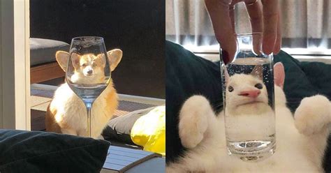 Pets Behind Various Glasses 15 Photos Twistedsifter