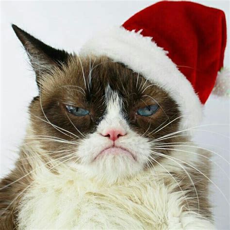 Have A Grumpy Christmas Funny Grumpy Cat Memes Grumpy Cat Christmas