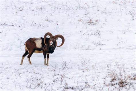 Mouflon Male In Winter Wild Nature Ovis Musimon Stock Image Image Of