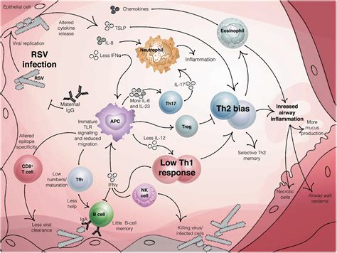 Frontiers Immunity To Rsv In Early Life Immunology