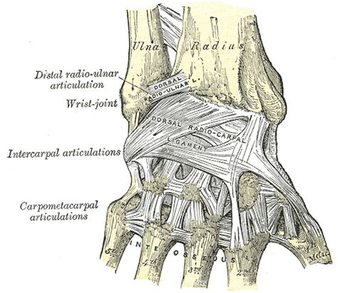 Wrist Wikidoc