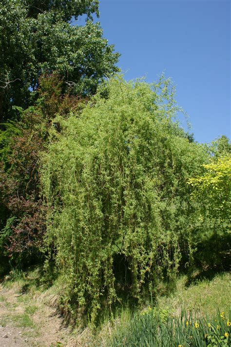 Photo Salix Scarlet Curls Plant Lust