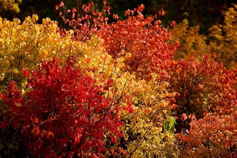 Top 5 Shrubs For Fall Color Plantify