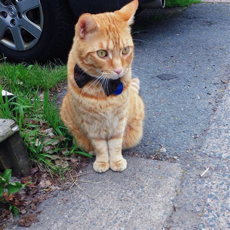 I Saw A Cat Wearing A Bow Tie On My Walk To Work Today Aww