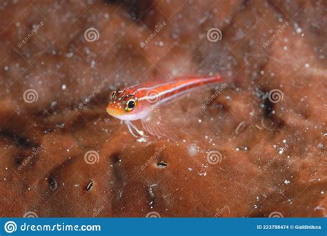 A Red Lined Pygmy Goby Stock Photo Image Of Swim Animal 223788474