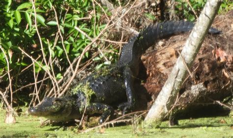 Alligator On Log At Silver Springs State Park Ocala