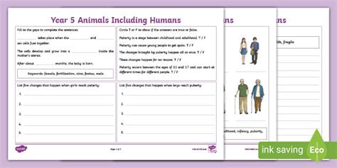 Year 5 Animals Including Humans Revision Activity Mat