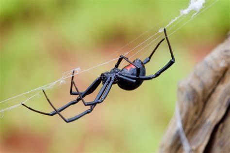 Even though black widow bites are rarely fatal and only happen when you provoke a spider, they can still cause a lot of pain and. Dangerous Black Widow Spider Pictures - We Need Fun