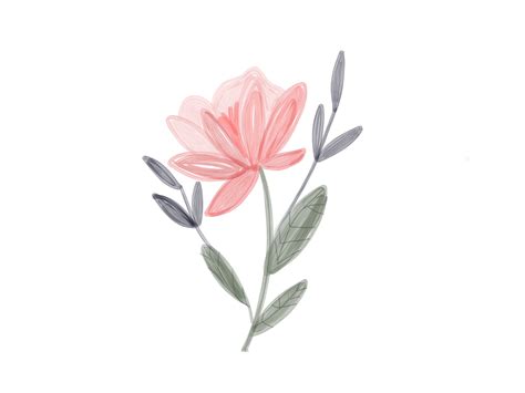 Cute Illustrated Pink Flower Flower Drawing Flower Illustration