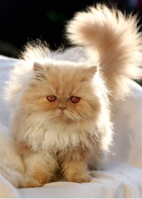 Orange Persian Cat Cats Persiancats Au