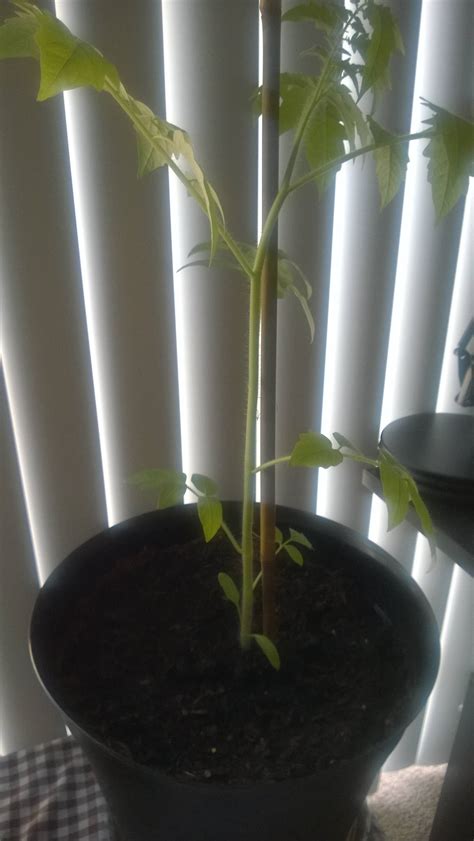 Nothing tastes quite like a home grown. indoors - Does this tomato plant look alright? - Gardening ...