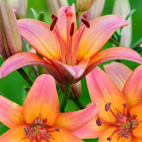 Buy Asiatic Lily Bulb Lilium Forever Marjolein £399 Delivery By Crocus