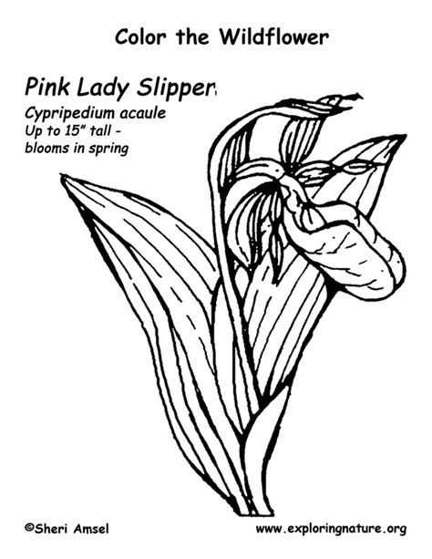 Ladyslipper Coloring Page